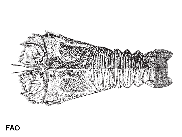 Thenus orientalis