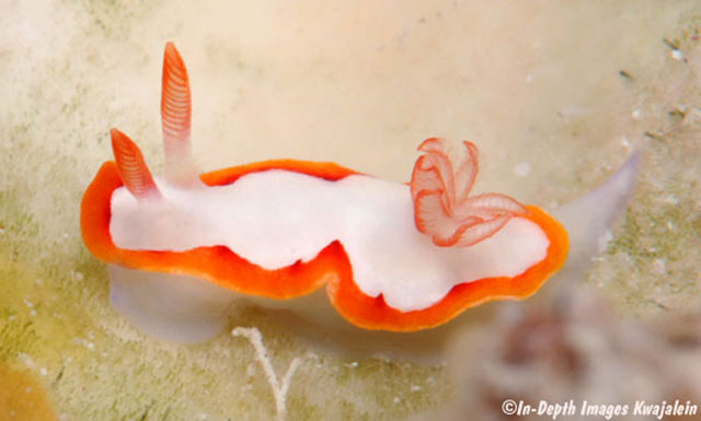 Thorunna purpuropedis