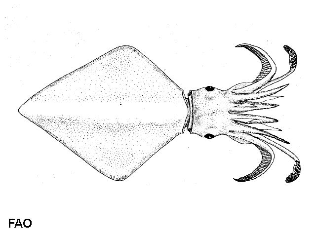 Thysanoteuthis rhombus