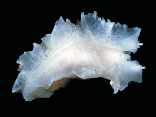 Tritoniella belli