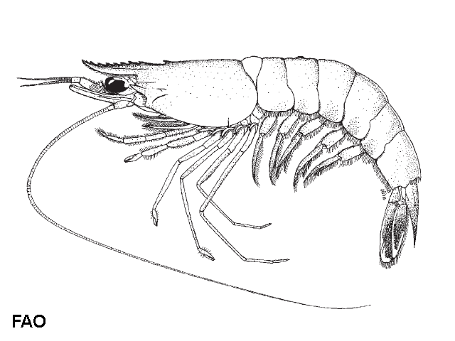 Trachysalambria curvirostris