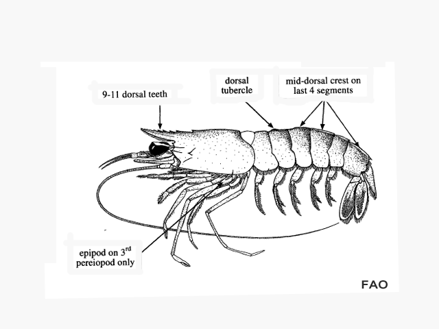 Megokris granulosus