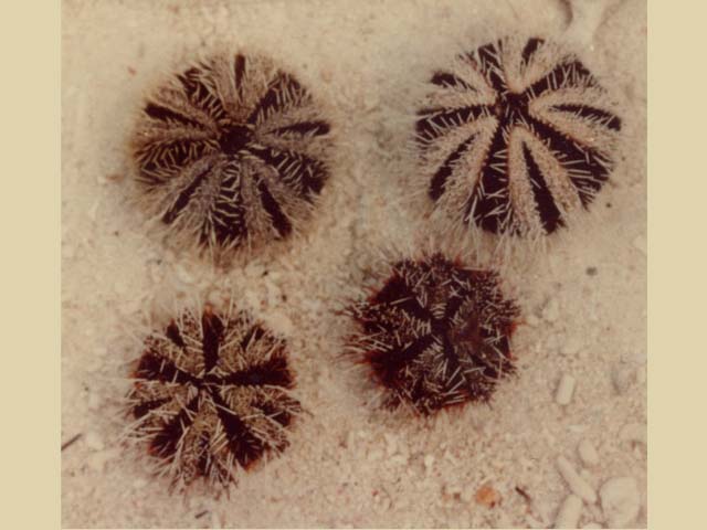 Tripneustes gratilla