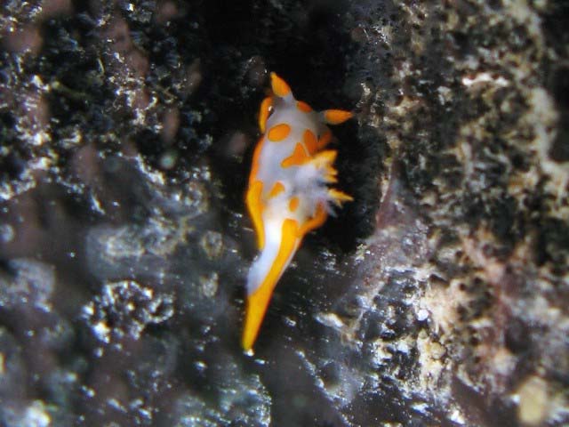 Trapania maculata