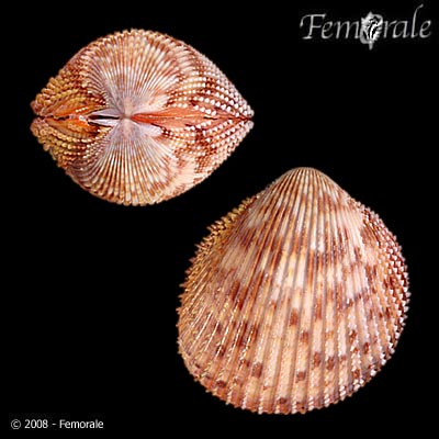 Trachycardium muricatum