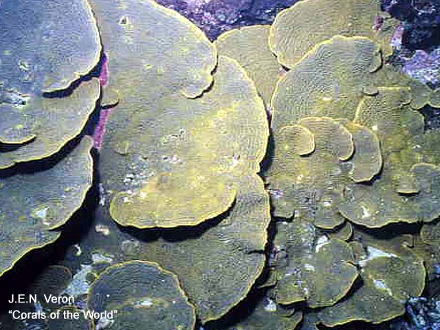 Turbinaria reniformis