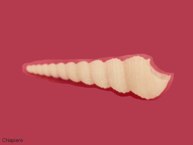 Turritella terebra