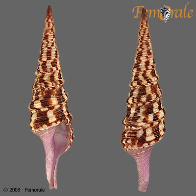 Turris undosa