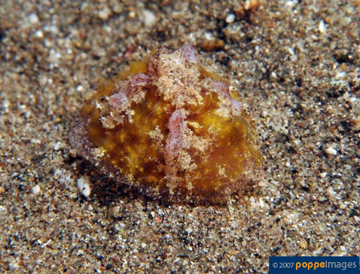 Tylodina corticalis