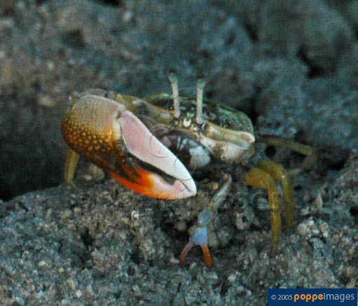 Uca tetragonon
