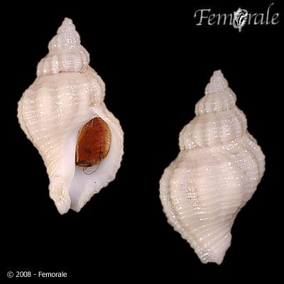 Urosalpinx cinerea