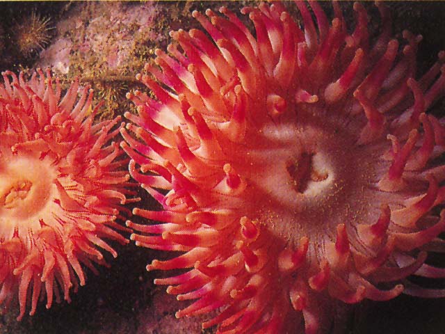 Urticina felina