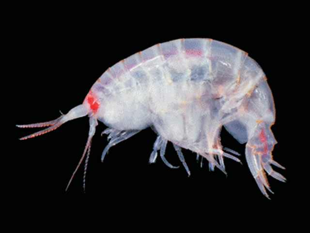 Uristes gigas