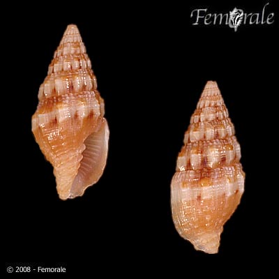 Vexillum albocinctum