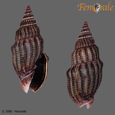 Vexillum exasperatum