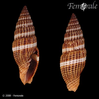 Vexillum obeliscus