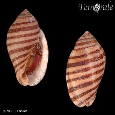 Vexilla vexillum