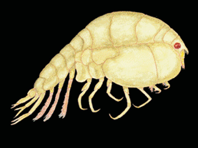Victorhensenoides arntzi