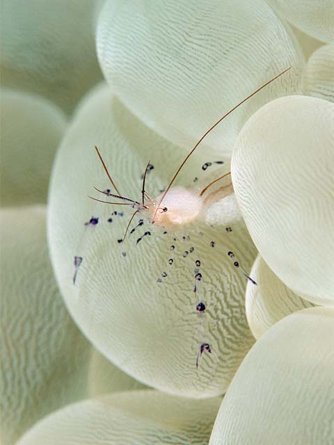 Palaemonella philippinensis
