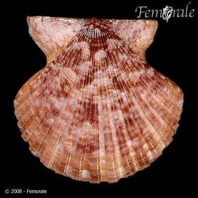 Volachlamys hirasei