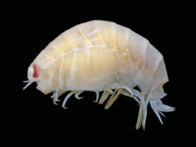 Waldeckia obesa