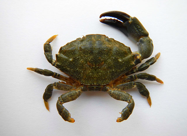 Xantho poressa