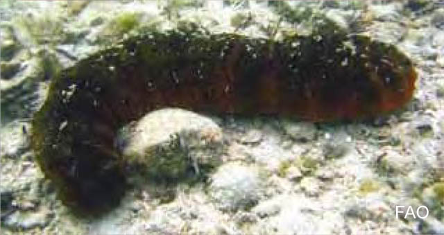 Holothuria mexicana