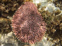 Acmil_u1.jpg