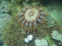 Acpla_u7.jpg