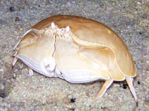 Cacal_u0.jpg