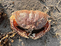 Calop_u0.jpg