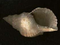 Chlam_u0.jpg