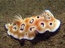 Chleo_u0.jpg