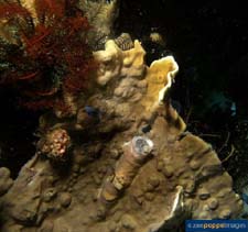 Demax_u6.jpg