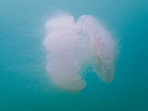 Losmi_u0.jpg