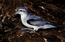 Patur_u0.jpg