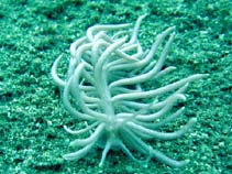 Phbri_u0.jpg