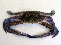 Popel_m0.jpg
