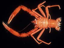 Racon_u0.jpg