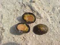 Sipec_u0.jpg