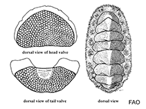 Image of Americhiton andersoni (Smooth glass-hair chiton)