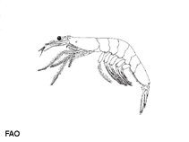 Image of Acetes indicus (Jawla paste shrimp)