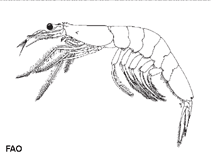 Image of Acetes vulgaris (Jembret shrimp)