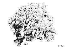 Image of Pavona maldivensis 
