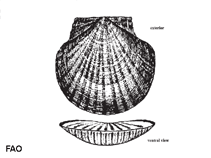 Image of Amusium laurenti (Laurent\