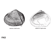 Image of Apolymetis ephippium (Saddle grooved macoma)