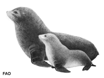Image of Arctocephalus galapagoensis (Galapagos fur seal)