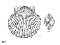 Image of Argopecten gibbus (Calico scallop)