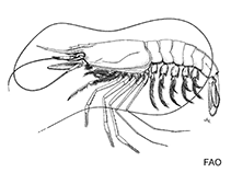 Image of Hemipenaeus carpenteri 