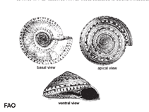 Image of Architectonica maxima (Giant sundial)